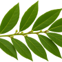lavr_branch.png